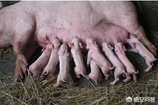 猪病防治网32:如何正确治疗猪病？关键因素到底有哪些？