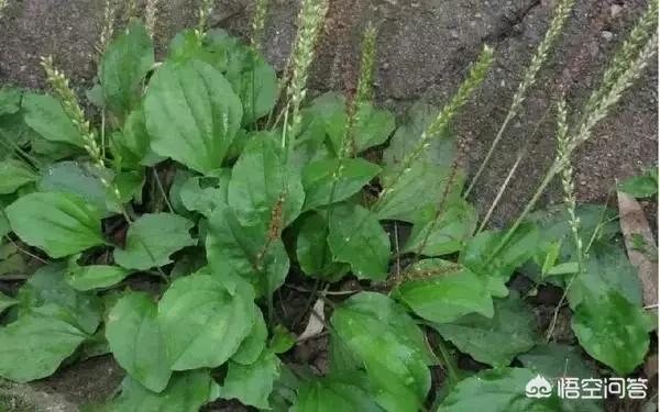 头条问答 - 我家农田里长的植物叫车前草是一种药物,我们这里土话叫癞