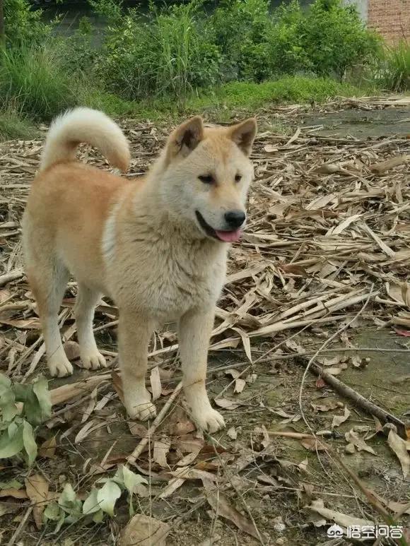 狗拿耗子猫护院:在农村，老人说“猫儿狗儿，顶一口儿”啥意思？有道理吗？