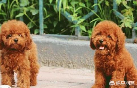 泰迪狗和贵夫人狗图片价格表:泰迪犬是越贵越纯种吗？还需要看什么地方去判断吗？