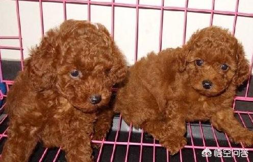 泰迪狗和贵夫人狗图片价格表:泰迪犬是越贵越纯种吗？还需要看什么地方去判断吗？