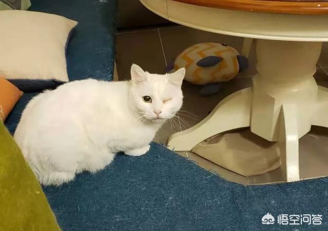 地中海孟加拉猫舍:真正喜欢猫的人，会在乎猫的品种和血统吗？为什么？