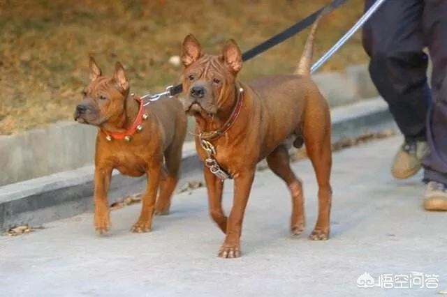 丰山犬野猪图片:丰山犬狗图片 我国杀伤性前三的猎犬是哪三种狗？为什么？