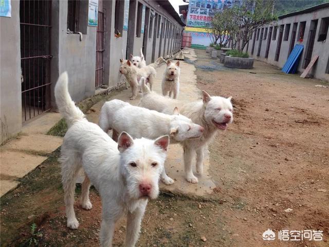 丰山犬野猪图片:丰山犬狗图片 我国杀伤性前三的猎犬是哪三种狗？为什么？