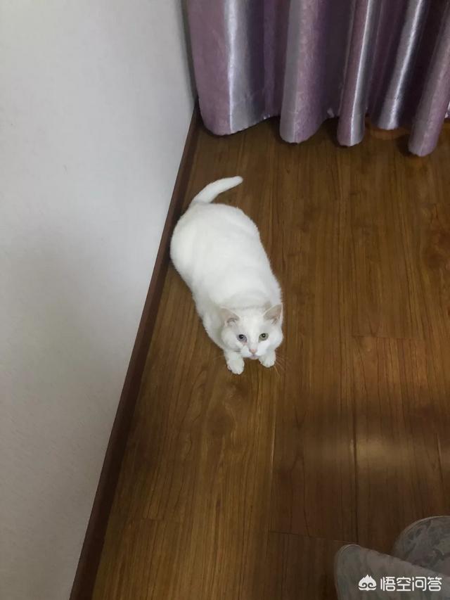 愤怒的猫咪下载:为什么主人上厕所，猫都是喜欢跟着进去？