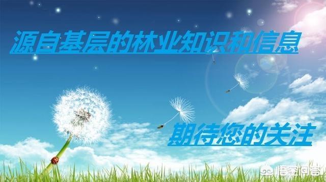 银杏果能种出银杏树吗:农村现在种银杏树，银杏分公母吗？为什么有的结果，有的没有？