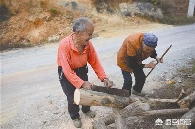 农村收杨树芽会用来干什么，一些地方禁止杨树，难道杨树真的是一无是处