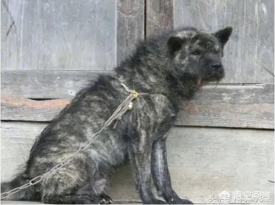 沙皮犬图片:中国沙皮犬图片 属于我们国家的土狗有哪些？