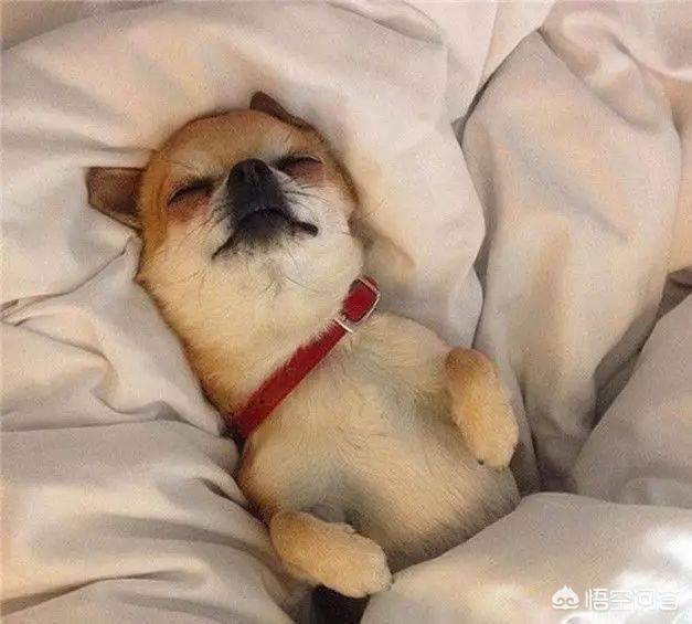 怎么训练狗把你当主人:狗会认狗或其他动物（除人以外）当主人吗？
