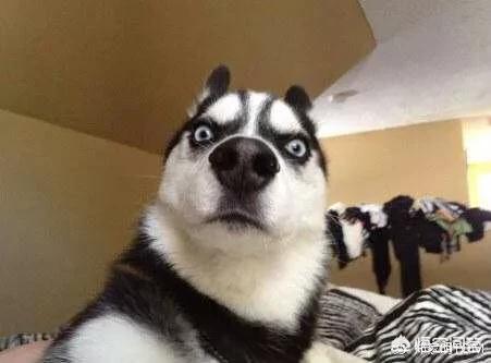 河北藏獒在线:养河北细犬的注意事项是哪些？