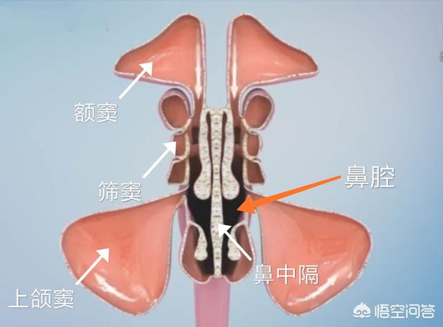 人鼻腔结构图:鼻子透光能证明是整容的吗？