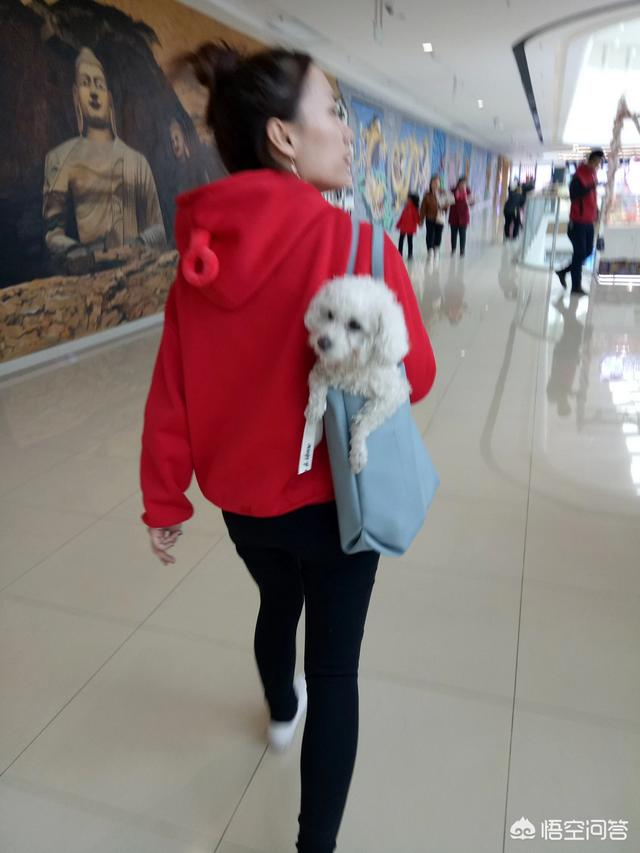 我家泰迪怕狗怎么办:想养狗却怕狗狗掉毛怎么办？