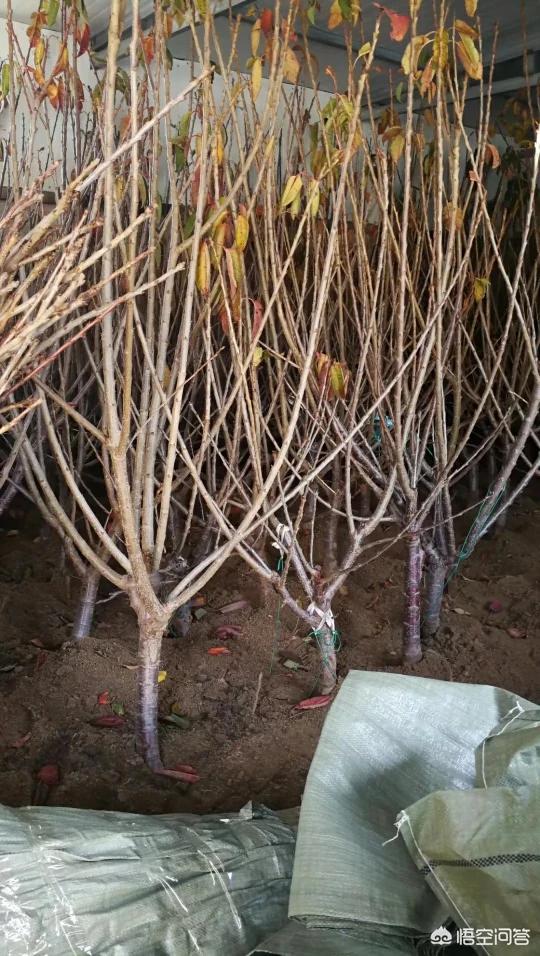 微商车厘子一手货源 车厘子 草莓 砂糖橘 1月份哪个更赚钱 应该如何操作 草莓可以和砂糖橘一起吃吗