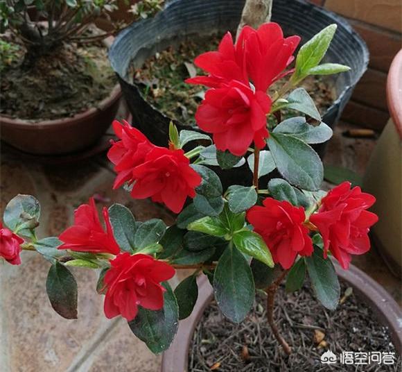 盆栽杜鹃花夏天怎么养:盆栽杜鹃花冬天怎么养 杜鹃长了花苞不开花，花苞慢慢干瘪、落苞，如何处理？