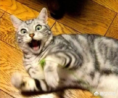 猫咪脾气不好怎么办:家里两只猫天天打架怎么办啊？