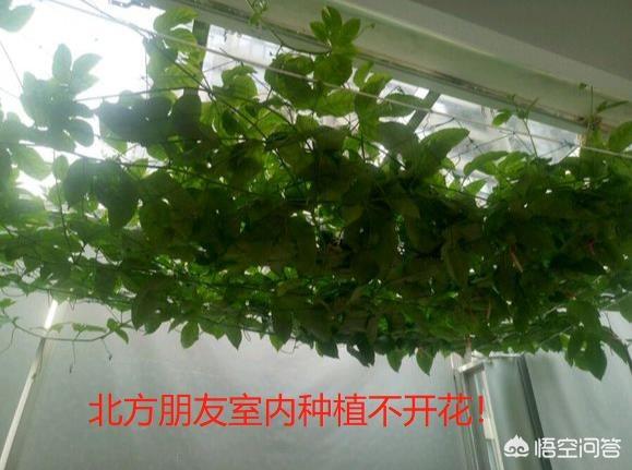 紫玉兰只长叶子不开花:为什么我种的百香果只长叶子不开花？