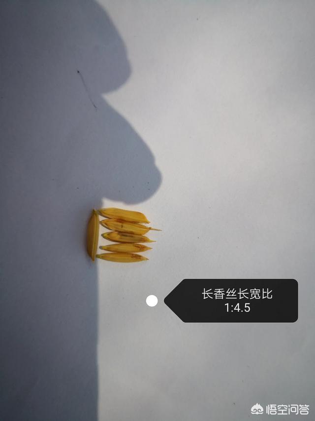 信阳种植的大米为什么没有远销海外？