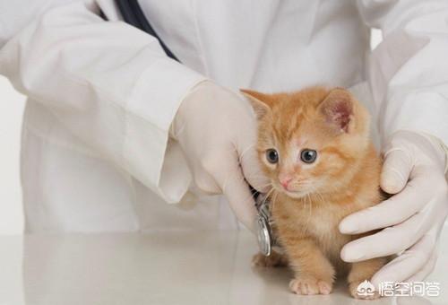 猫咪摇头打喷嚏:为什么猫鼻支吃完药还打喷嚏，猫鼻支打喷嚏没停过？