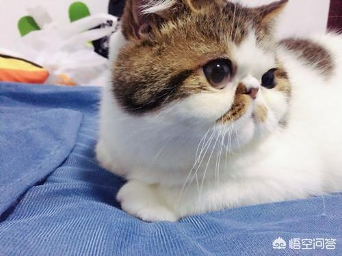 重庆 异短猫:异短猫拉稀了，要多久才会好？