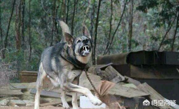 昆明犬价格:怎么挑选一只优秀的昆明犬？