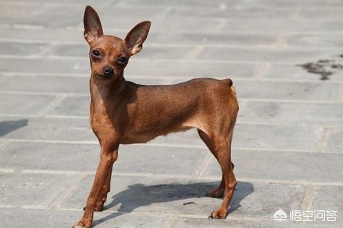 小鹿犬图片:小鹿犬秋天便秘上火吗？小鹿犬怎么秋天总是便秘？