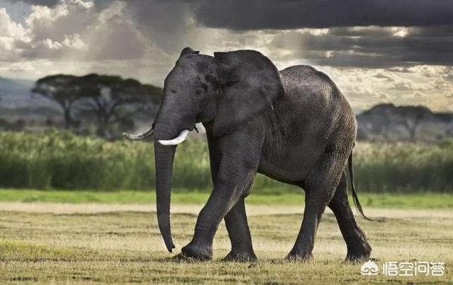 头条问答 - 最大的大象有多大?(6个回答)