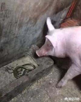 训练狗吃蛇:猪为什么不怕毒蛇还吃蛇？ 怎么训练狗不吃别人东西