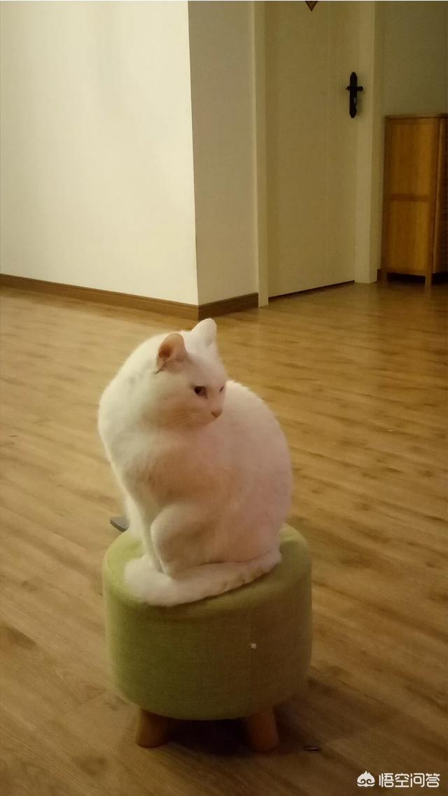 中国狸花猫在国外:狸花猫的性格分析与如何饲养？