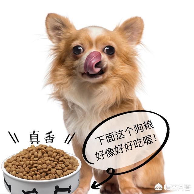 金毛犬的喂养:金毛的腿发育不良走路不稳，怎么办？