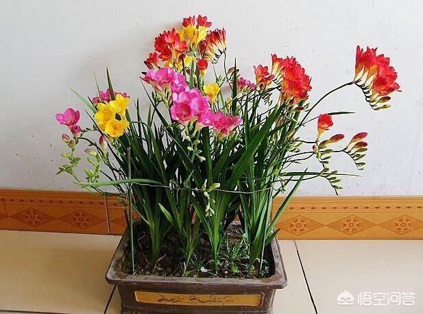 兰花鼠尾草拉丁名:兰花鼠尾草的种植方法是什么？