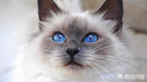 伯曼猫:伯曼猫为什么不能养 三个月伯曼猫拉稀会好吗，三个月的伯曼猫拉稀多久好？