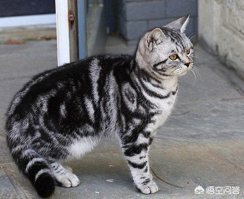 美短公猫发腮是什么意思:美短公猫发腮最佳时间 美短吃多会发腮吗，吃多了会让猫咪发腮吗？