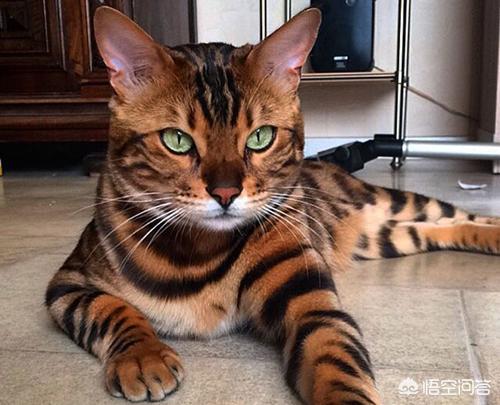 孟加拉公猫几个月发腮？