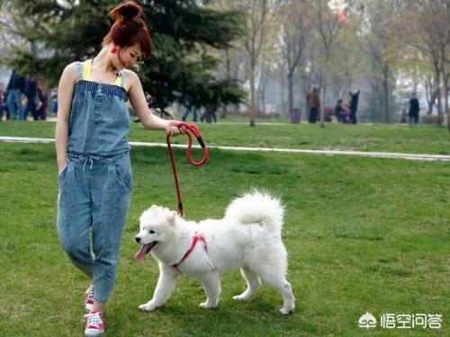 一只狗的大学生活时光:什么时候带狗狗遛弯最合适？