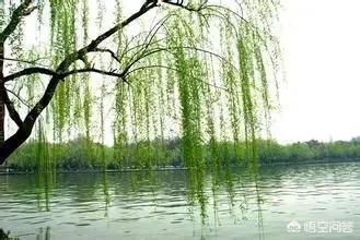 你向春天走去,步伐满是从容。有关春的诗词佳句还不少呢,你能不重复的说几句吗？