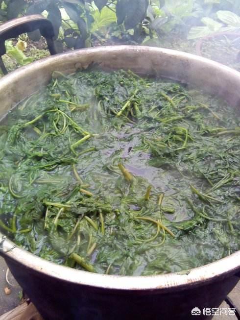 夏果果:谁能告诉我夏七年的详细资料？谢谢？