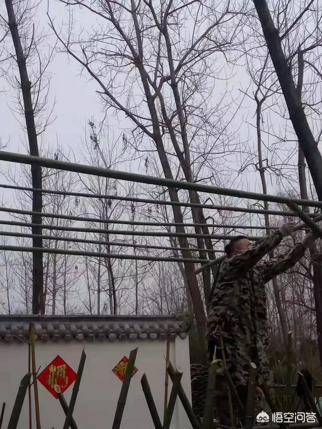 怎么做院子围墙又便宜又好看？插图116