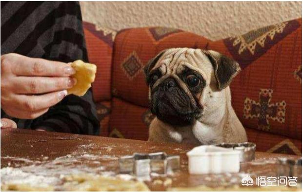 巴哥犬俱乐部巴哥犬聚会:饲养巴哥犬有什么禁忌吗？
