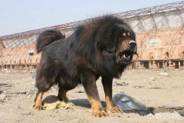 高加索犬打得过非洲野狗吗？