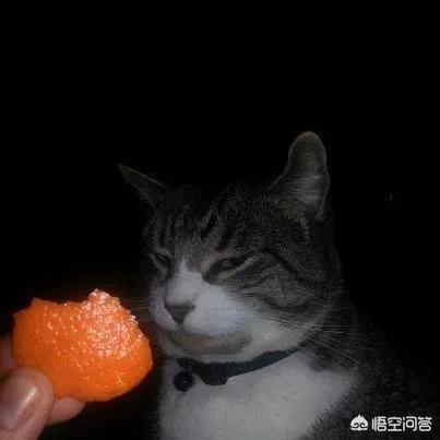 键盘猫:有的猫咪为什么喜欢趴键盘？