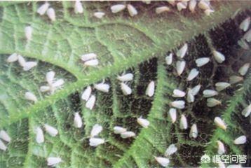 八角金盘拟毛刺线虫病:番茄种植过程中主要虫害有哪些？该如何防治？