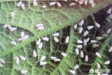 衢州枝群油脂有限公司:番茄种植过程中主要虫害有哪些？该如何防治？
