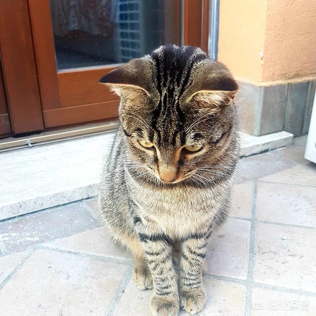 凌采的主食罐头怎么样:猫是喂主食罐好，还是喂干粮好？