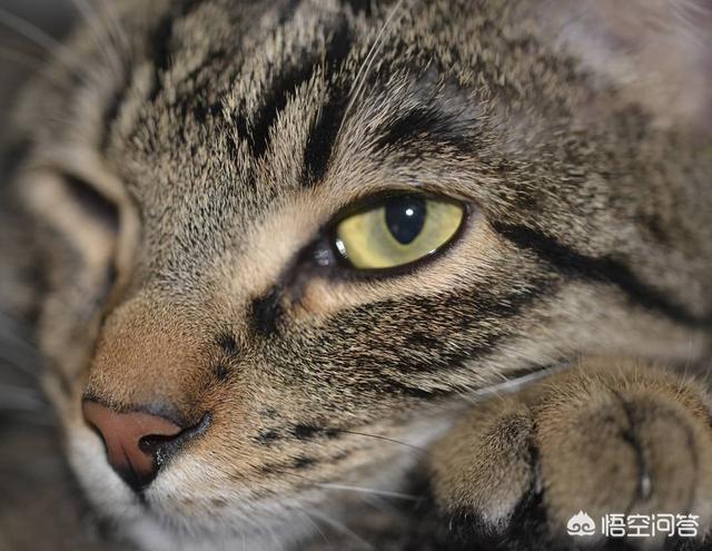 凌采的主食罐头怎么样:猫是喂主食罐好，还是喂干粮好？