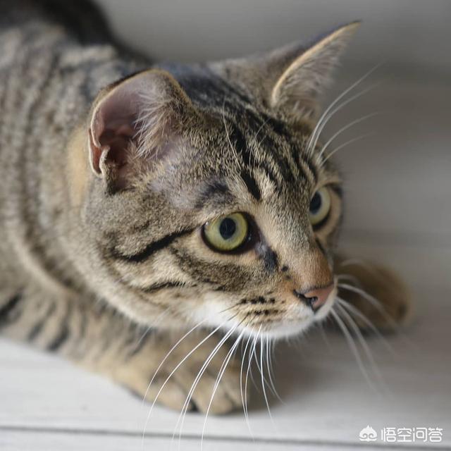 美国猫罐头什么牌子好:猫是喂主食罐好，还是喂干粮好？ 国产猫罐头什么牌子好