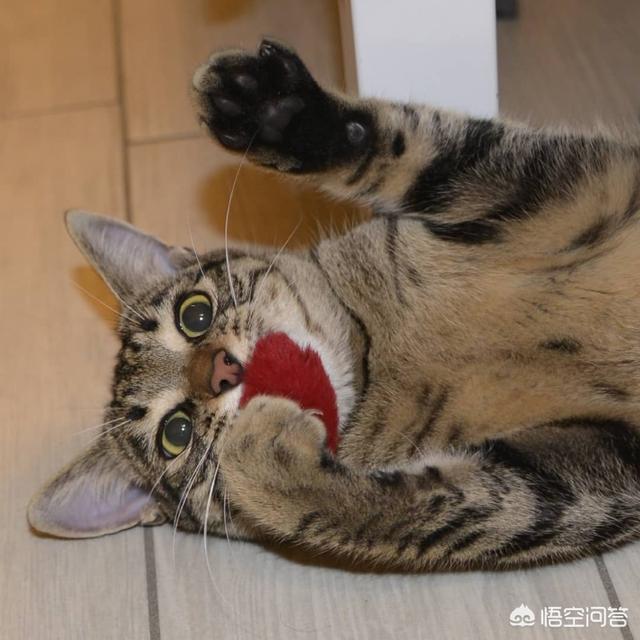 凌采的主食罐头怎么样:猫是喂主食罐好，还是喂干粮好？