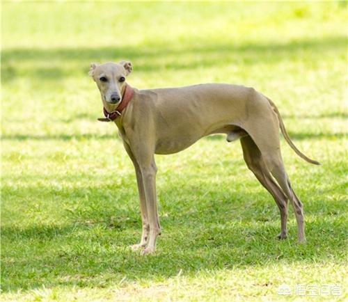 辛集灵提犬:灵缇幼犬腿站不直的原因是什么？