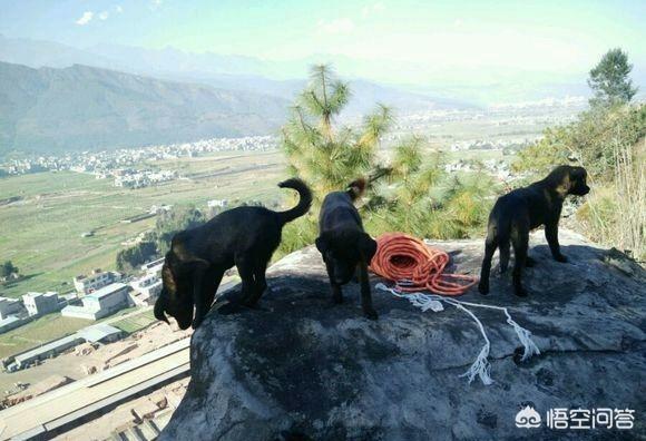 莱卡犬打猎视频:凉山猎犬在狩猎的时候，有什么样的优点？为什么？