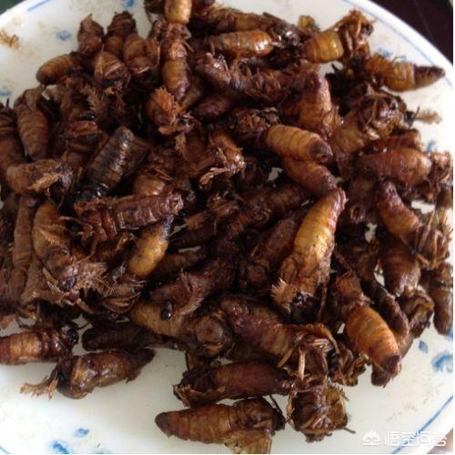 噬肉甲虫:农村土堆上常见的挖坑支陷阱的小虫子叫什么有什么功效和用途