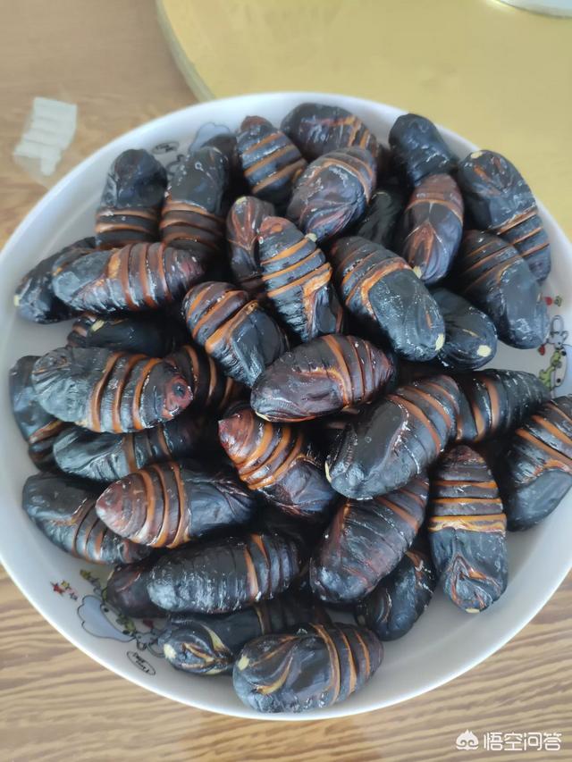 噬肉甲虫:农村土堆上常见的挖坑支陷阱的小虫子叫什么有什么功效和用途